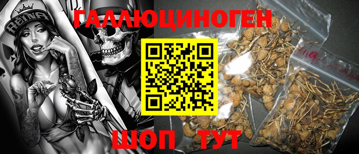 купить наркоту  Галлюциногенные грибы Psilocybine cubensis  Вход с VPN  Пенза 